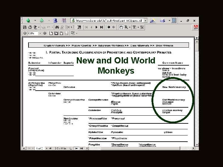 New and Old World Monkeys 