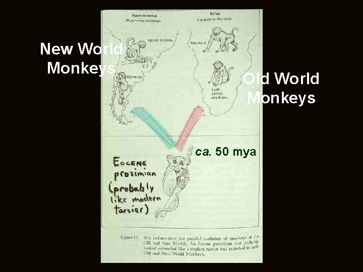 New World Monkeys Old World Monkeys ca. 50 mya 