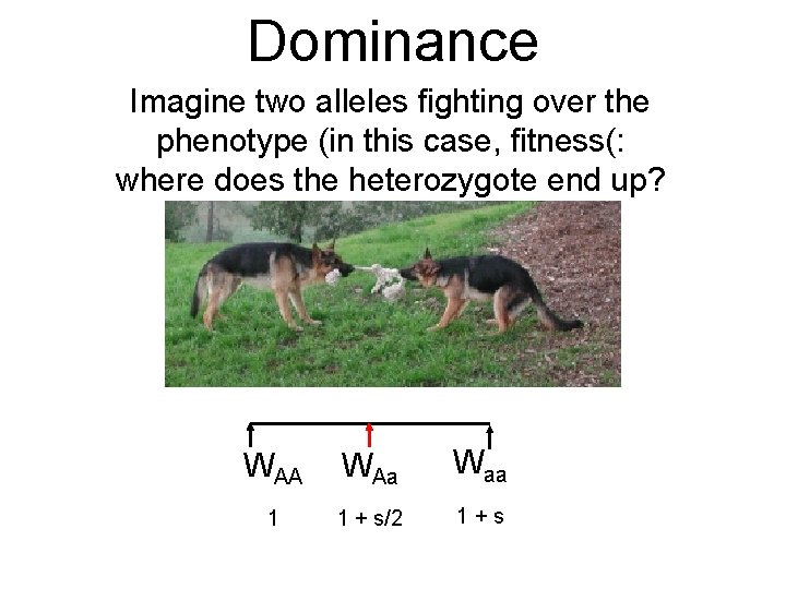 Dominance Imagine two alleles fighting over the phenotype (in this case, fitness(: where does