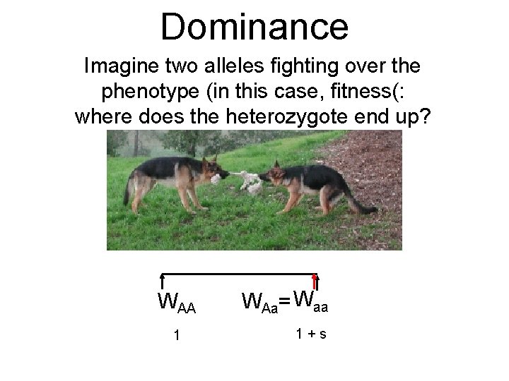 Dominance Imagine two alleles fighting over the phenotype (in this case, fitness(: where does