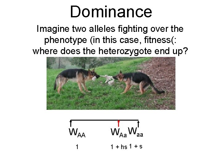 Dominance Imagine two alleles fighting over the phenotype (in this case, fitness(: where does
