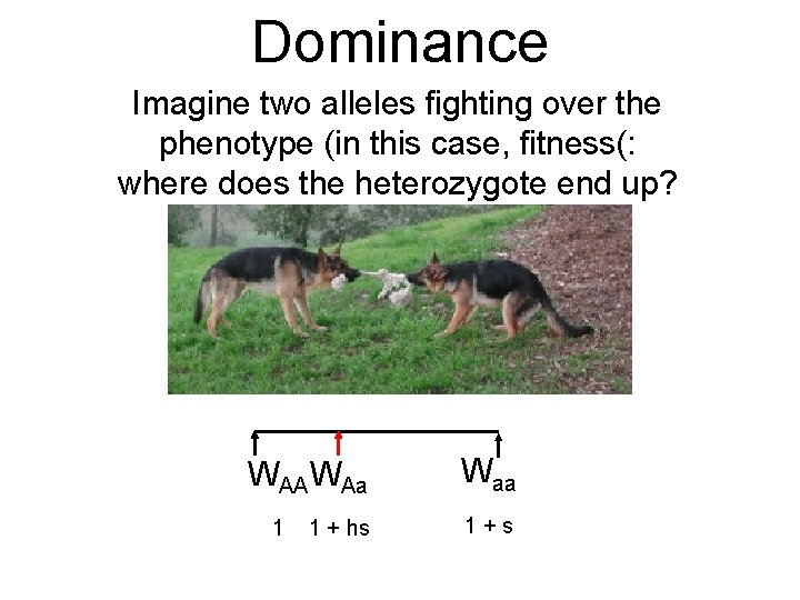 Dominance Imagine two alleles fighting over the phenotype (in this case, fitness(: where does