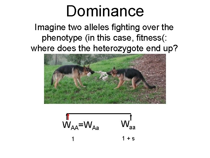 Dominance Imagine two alleles fighting over the phenotype (in this case, fitness(: where does