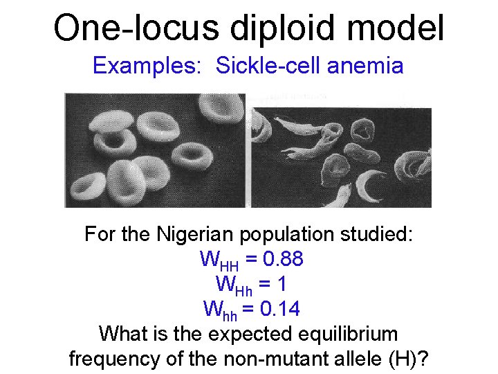 One-locus diploid model Examples: Sickle-cell anemia For the Nigerian population studied: WHH = 0.