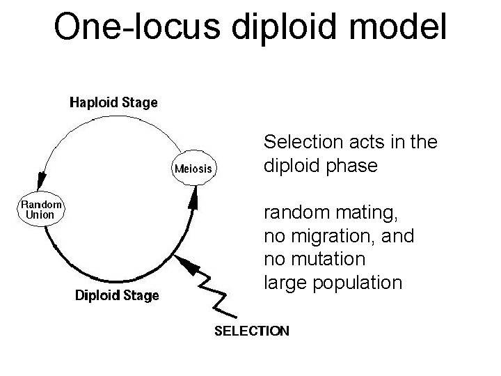 One-locus diploid model Selection acts in the diploid phase random mating, no migration, and