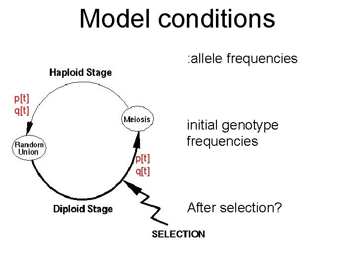 Model conditions : allele frequencies p[t] q[t] initial genotype frequencies p[t] q[t] After selection?