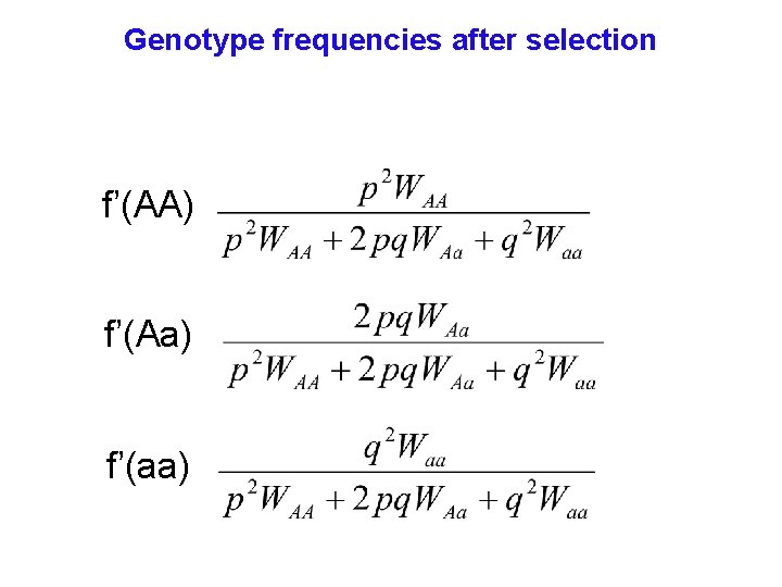 Genotype frequencies after selection f’(AA) f’(Aa) f’(aa) 