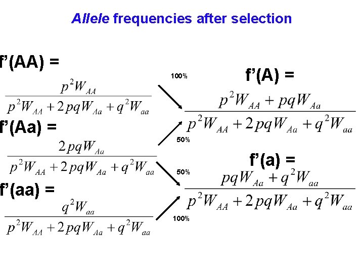 Allele frequencies after selection f’(AA) = f’(Aa) = 100% f’(A) = 50% f’(aa) =