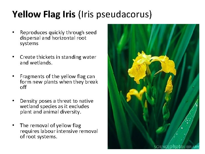Yellow Flag Iris (Iris pseudacorus) • Reproduces quickly through seed dispersal and horizontal root