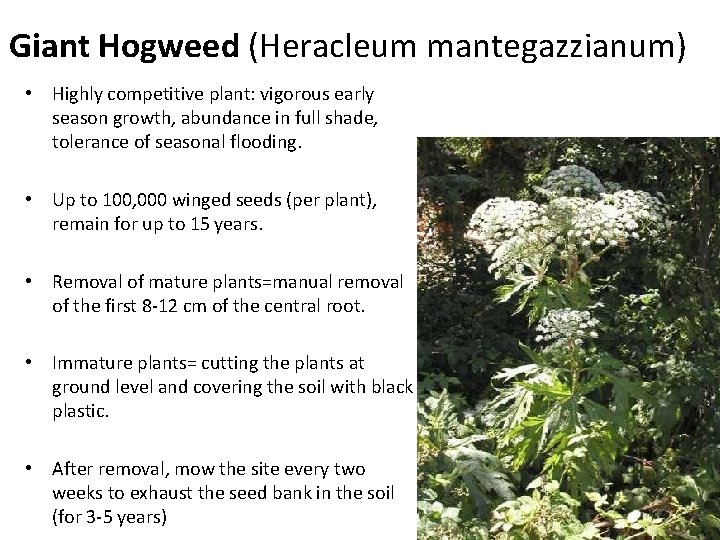 Giant Hogweed (Heracleum mantegazzianum) • Highly competitive plant: vigorous early season growth, abundance in