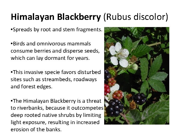 Himalayan Blackberry (Rubus discolor) • Spreads by root and stem fragments. • Birds and