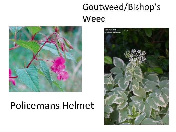 Goutweed/Bishop’s Weed Policemans Helmet 