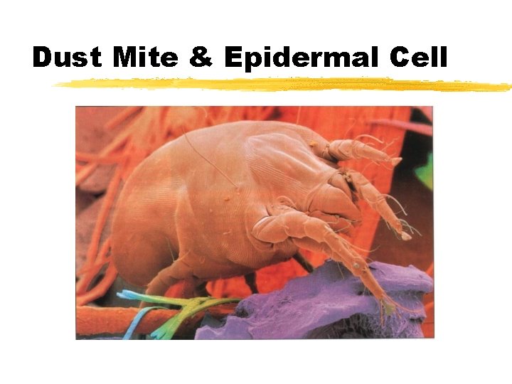 Dust Mite & Epidermal Cell 
