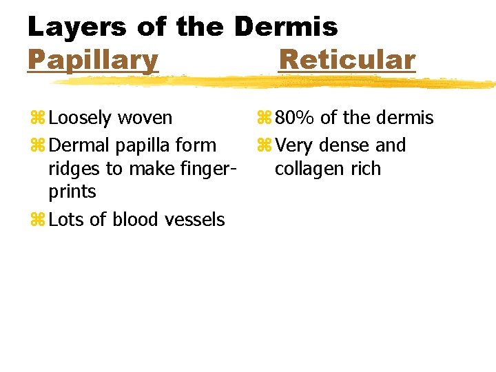 Layers of the Dermis Papillary Reticular z Loosely woven z 80% of the dermis