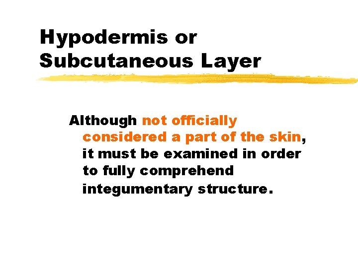 Hypodermis or Subcutaneous Layer Although not officially considered a part of the skin, it