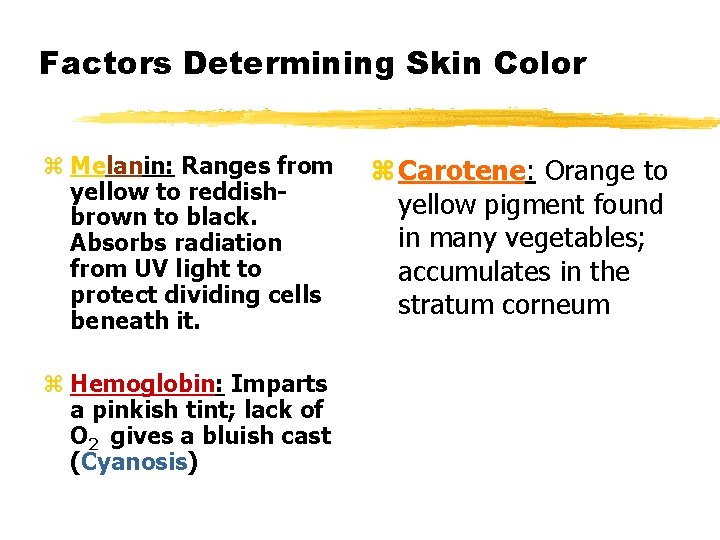 Factors Determining Skin Color z Melanin: Ranges from yellow to reddishbrown to black. Absorbs