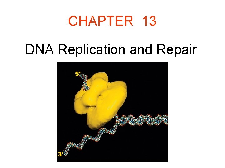 CHAPTER 13 DNA Replication and Repair 