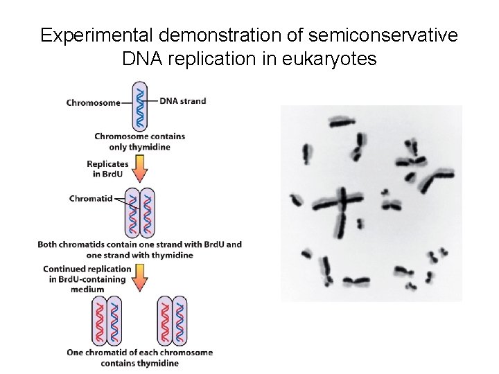Experimental demonstration of semiconservative DNA replication in eukaryotes 