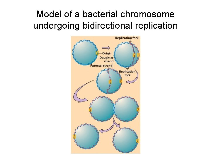 Model of a bacterial chromosome undergoing bidirectional replication 