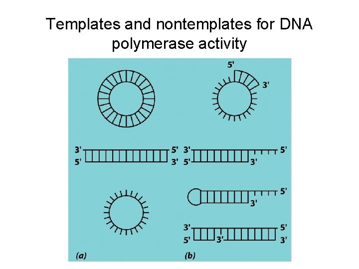 Templates and nontemplates for DNA polymerase activity 