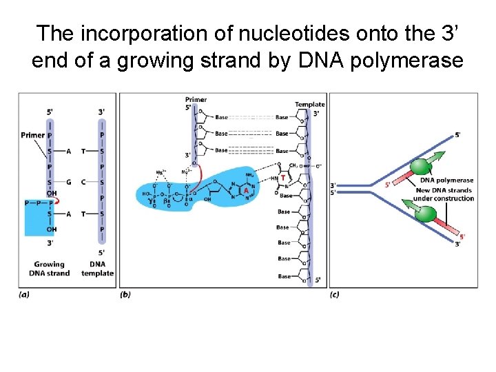 The incorporation of nucleotides onto the 3’ end of a growing strand by DNA