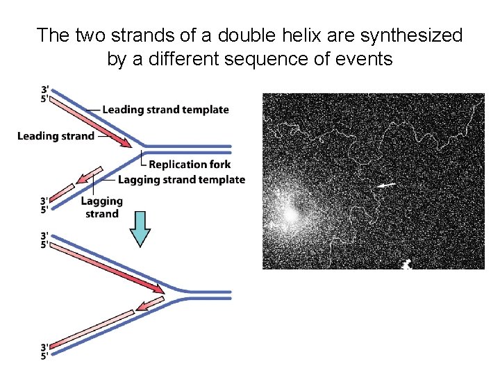 The two strands of a double helix are synthesized by a different sequence of