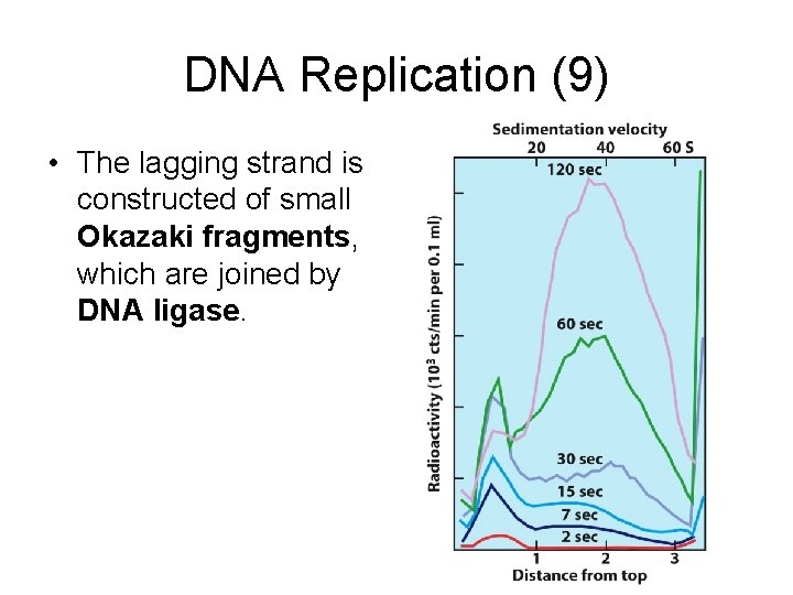 DNA Replication (9) • The lagging strand is constructed of small Okazaki fragments, which