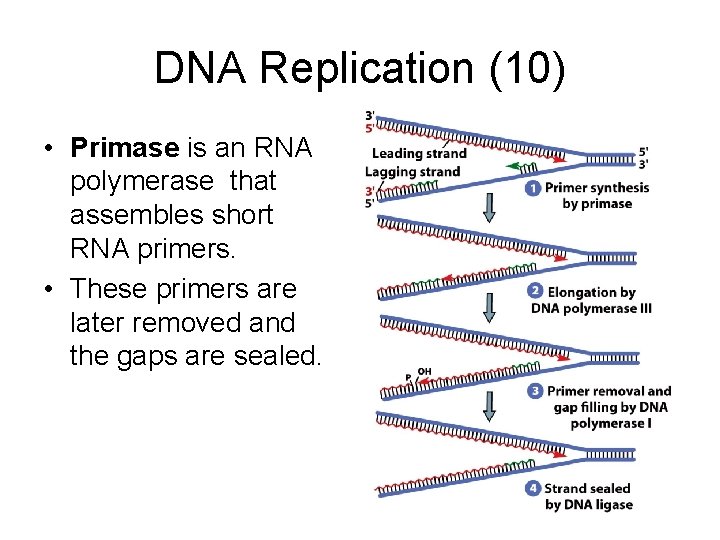 DNA Replication (10) • Primase is an RNA polymerase that assembles short RNA primers.