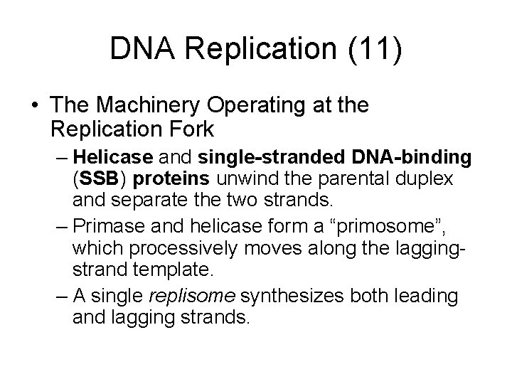 DNA Replication (11) • The Machinery Operating at the Replication Fork – Helicase and