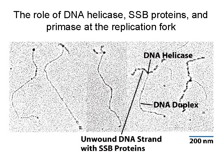 The role of DNA helicase, SSB proteins, and primase at the replication fork 