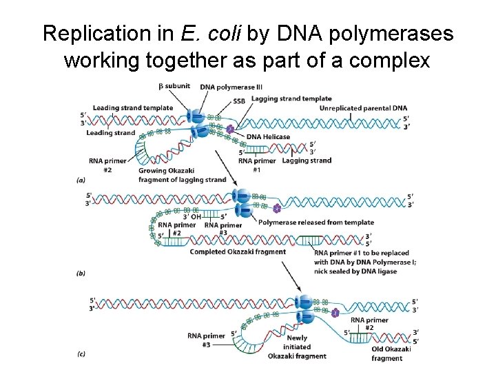 Replication in E. coli by DNA polymerases working together as part of a complex