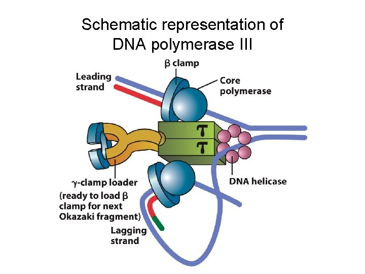 Schematic representation of DNA polymerase III 