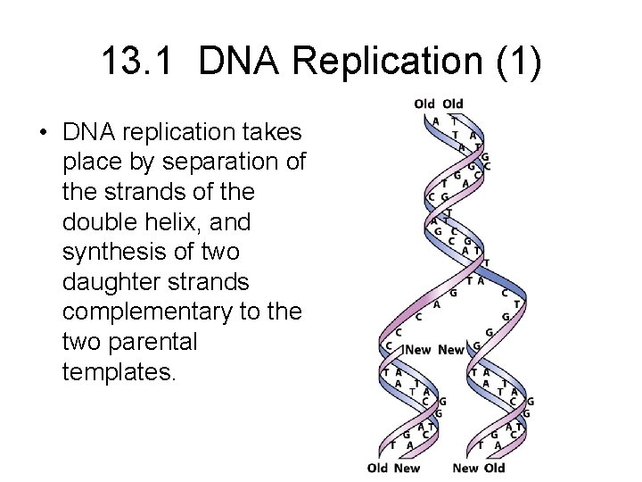 13. 1 DNA Replication (1) • DNA replication takes place by separation of the