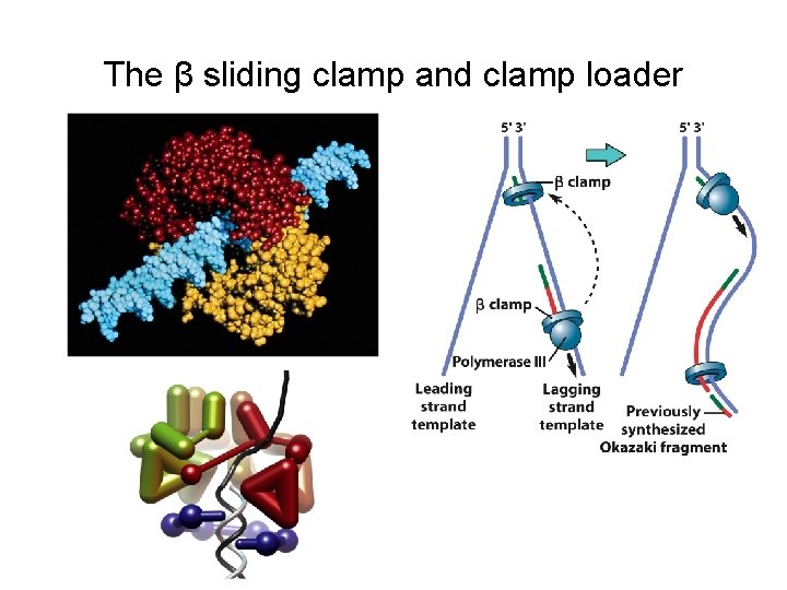 The β sliding clamp and clamp loader 