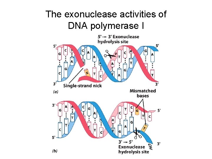 The exonuclease activities of DNA polymerase I 