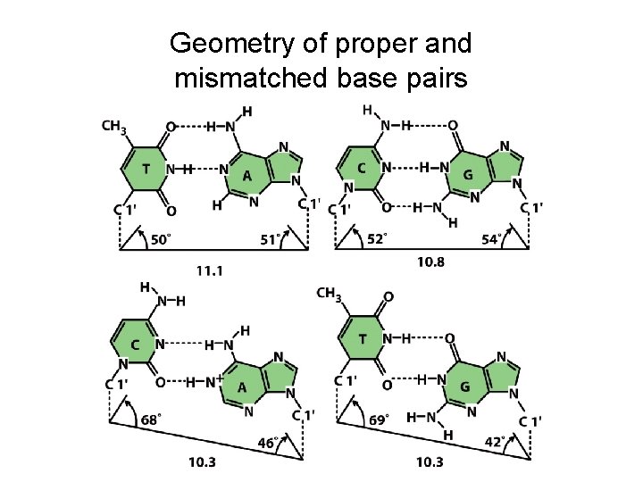 Geometry of proper and mismatched base pairs 