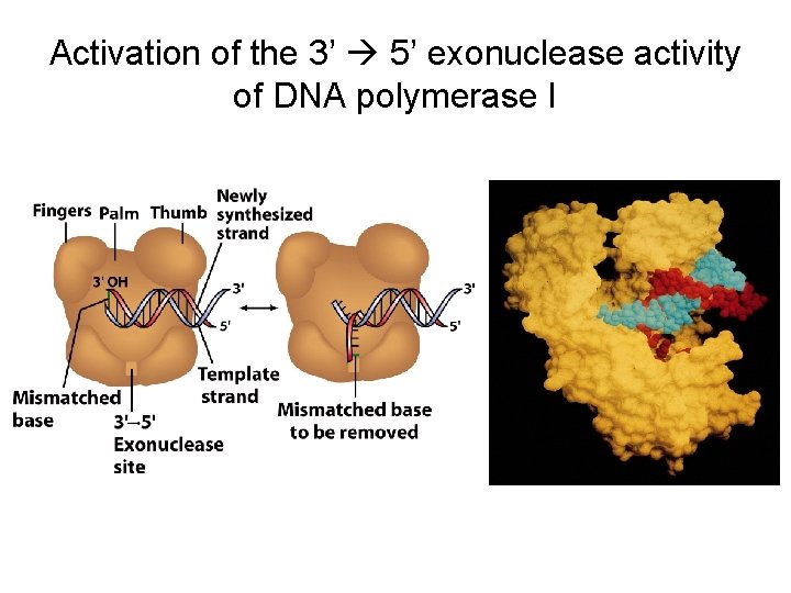 Activation of the 3’ 5’ exonuclease activity of DNA polymerase I 