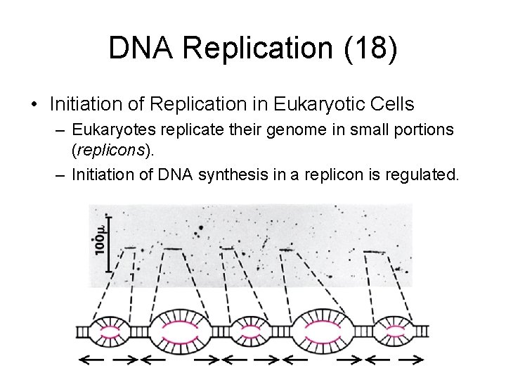 DNA Replication (18) • Initiation of Replication in Eukaryotic Cells – Eukaryotes replicate their