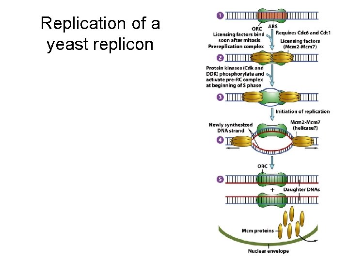 Replication of a yeast replicon 