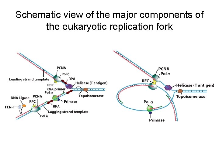 Schematic view of the major components of the eukaryotic replication fork 