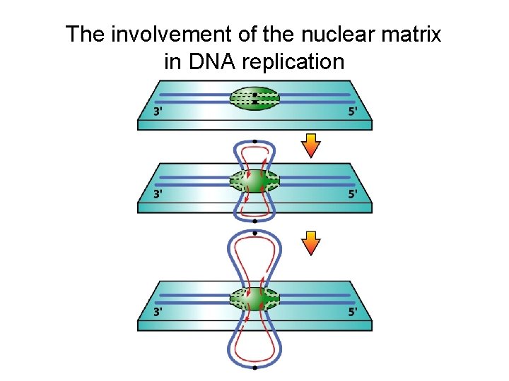The involvement of the nuclear matrix in DNA replication 