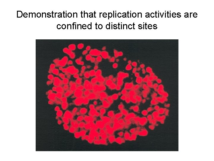 Demonstration that replication activities are confined to distinct sites 