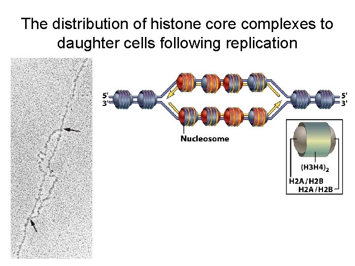 The distribution of histone core complexes to daughter cells following replication 