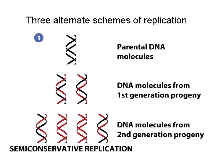 Three alternate schemes of replication 