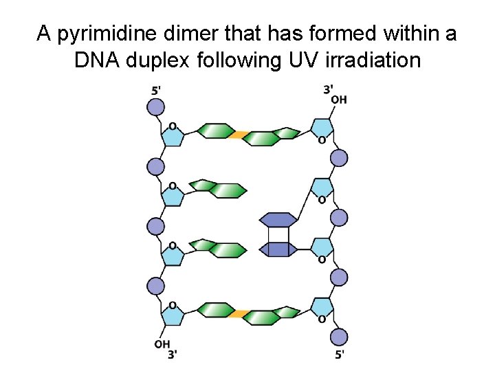 A pyrimidine dimer that has formed within a DNA duplex following UV irradiation 