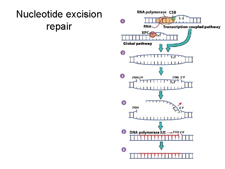 Nucleotide excision repair 