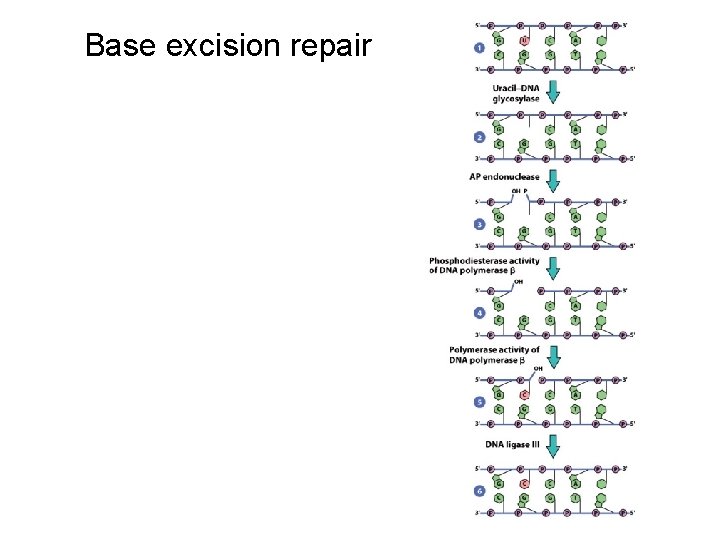 Base excision repair 