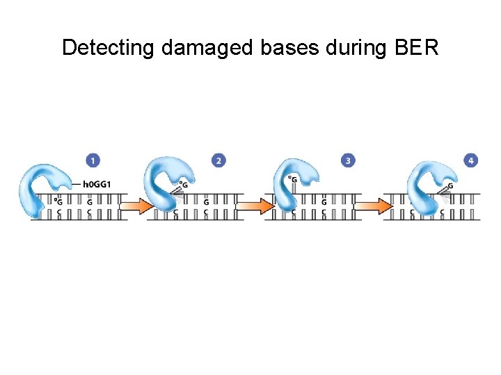 Detecting damaged bases during BER 