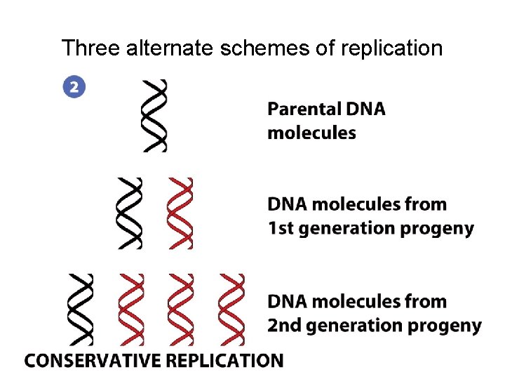 Three alternate schemes of replication 