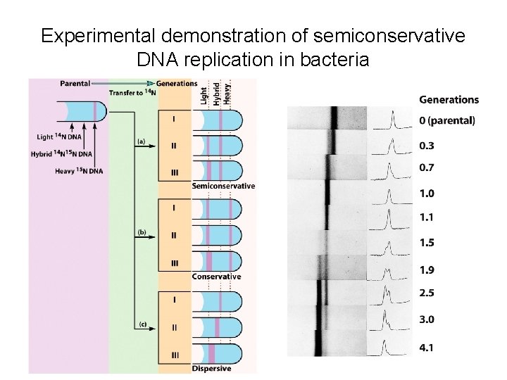 Experimental demonstration of semiconservative DNA replication in bacteria 